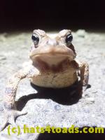 /home//u458753944/public_html/sourcegallery////////////Roxborough Toad Detour/2022/2022-03-19/P3190896.JPG